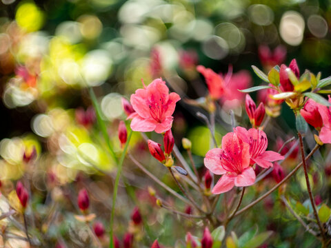 Pink azalea flowers with dreamy vintage bokeh