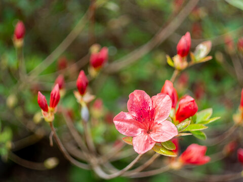 Pink azalea blossom in spring garden