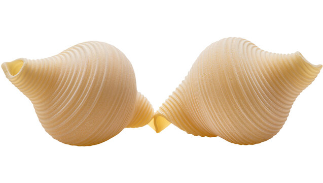 Two large conchiglie rigate pasta shells, isolated on transparent background
