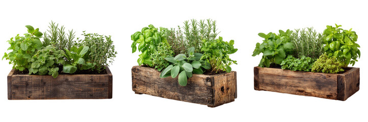 Naklejka premium Set of Assorted Green Culinary Herbs Growing in a Weathered Wooden Crate transparent png background. Ai generated