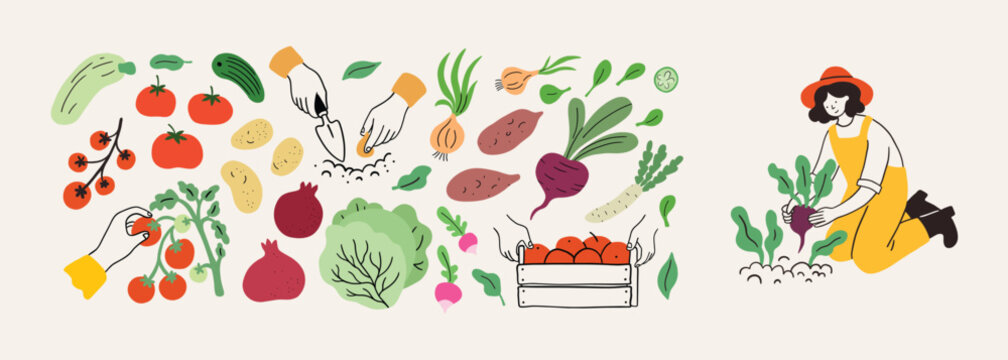 Farm agricultural local food, vegetables roots from farm, local market concept, farmer working, growing beetroot. Hand drawn simple doodle illustration. Farming, agriculture or local organic product.