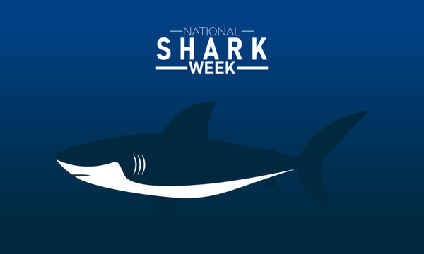 Shark Week Vector Ocean Wildlife Poster Banner Design Illustration
