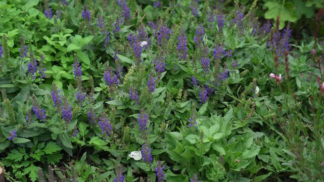 Blue Salvia blooming in garden. Butterfly Pieris brassicae on hyssop