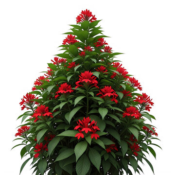 Red jatropha plant with vibrant blooms isolated on transparent background