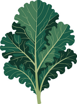 Single curly kale leaf green color vector on white background.
