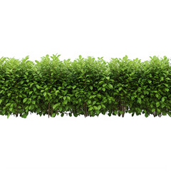 Obraz premium Lush green bush hedge isolated on transparent background for compositing