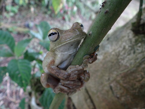 Rana arboricola de los tropicos 