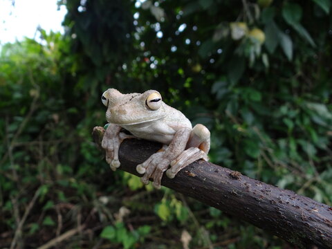 Rana arboricola de los tropicos 