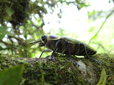 escarabajo del amazonas euchroma