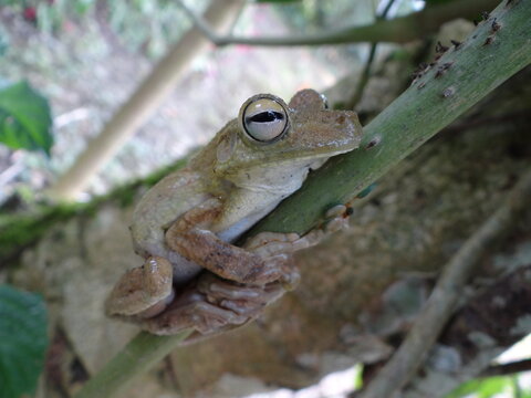 Rana arboricola de los tropicos 