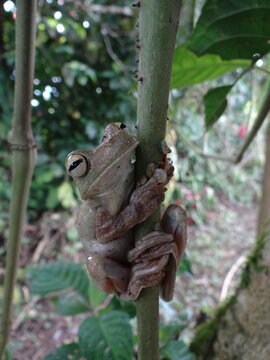 Rana arboricola de los tropicos 