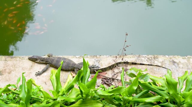 Large lizard (monitor lizard) walking on concrete, river bank.