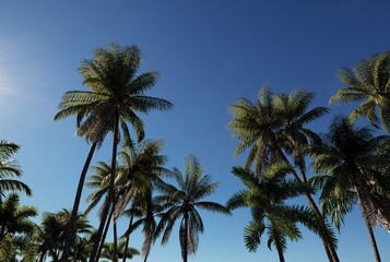 Fototapeta premium Sunlit Palm Trees Against Clear Blue Sky