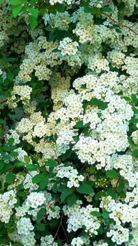 Blooming spirea bush in the garden. Flowering spirea in the spring in the park. Camera movement. The concept of parks, gardens, landscape design. Vertical, vertical video.