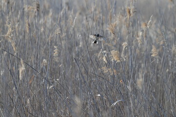 Samiec potrzosa zwyczajnego (Emberiza schoeniclus) w locie pośród suchych trzcin © Joanna