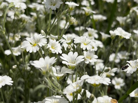 Cerastium biebersteinii is a species of flowering plant of the genus Cerastium of the family Caryophyllaceae.