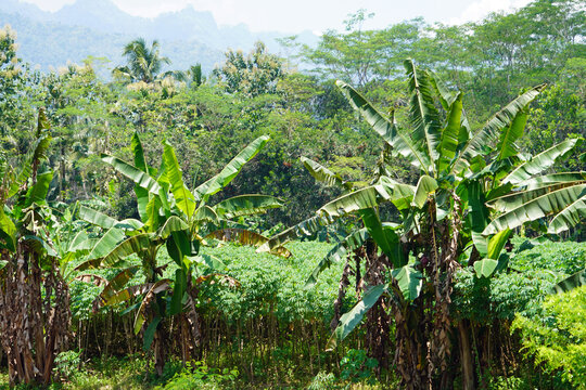 tropical landscape on java island