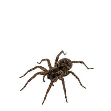 Spider PNG Isolated on Transparent Background Realistic Arachnid Insect Illustration