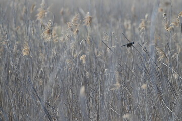 Samiec potrzosa zwyczajnego (Emberiza schoeniclus) w locie pośród suchych trzcin © Joanna