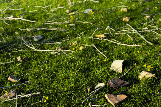 Green grass scattered with pottery shards and stone fragments at the Afrasiyab archaeological site in Samarkand. Ancient settlement ground with wildflowers and ceramic debris in warm sunlight.