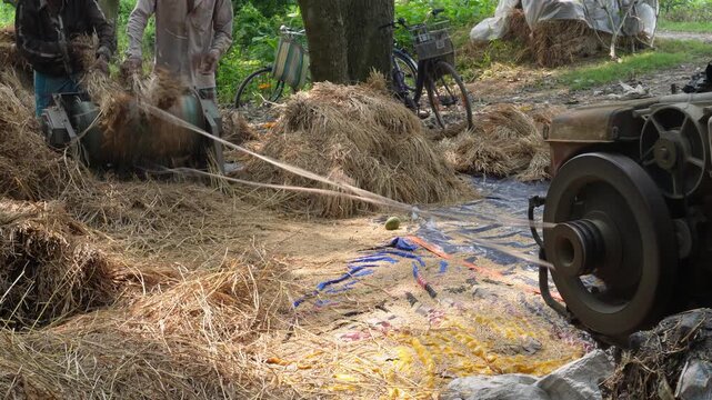 Rice thresher working fast in a rural harvest