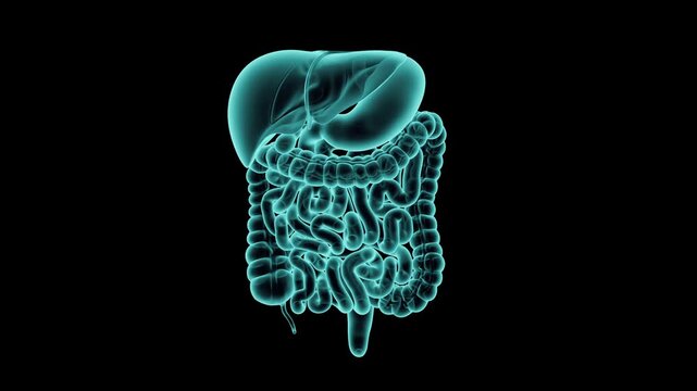 3d animation of human digestive system - liver, stomach, pancreas and intestine. Realistic x-ray simulation of human internal organs isolated on black