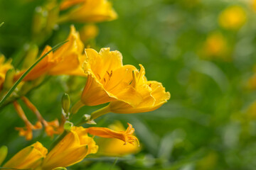 Obraz premium Macro shot of vibrant yellow daylily flowers blooming in a garden
