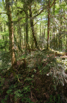 The area of Khosta Yew-Boxwood Grove in spring.