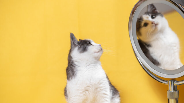 funny silver-white kitten looking in surprise in a cosmetic mirror with magnification effect