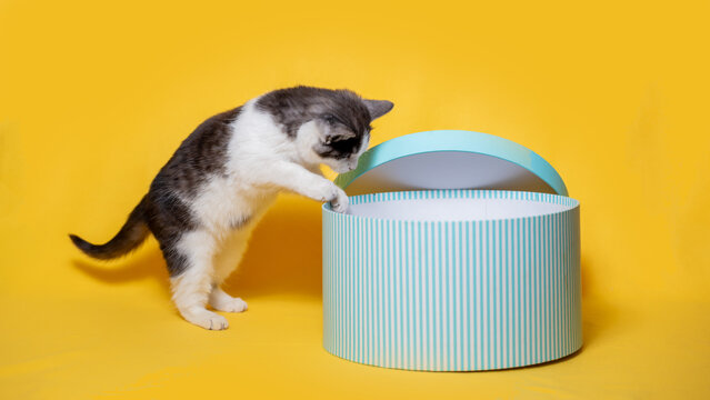gray-and-white kitten climbing into a striped round cardboard hatbox of turquoise color on a bright yellow background