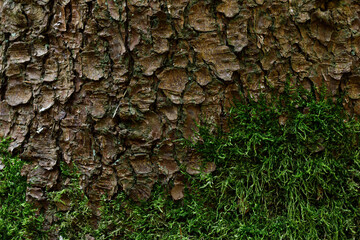 Tree moss bark texture background close up natural wood pattern © Sea Wave