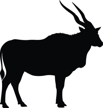 Silhouette of a common eland antelope standing