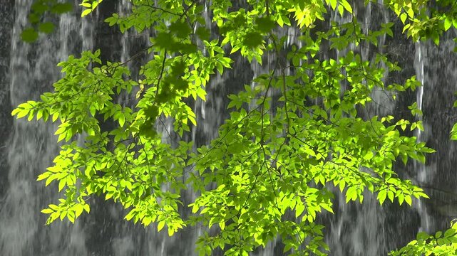 滝の流れと新緑の梢
