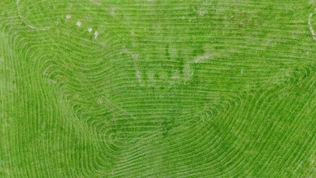 Aerial view of vibrant green agricultural fields with curved tractor tracks and textured grass patterns Novi Sad, Vojvodina, Serbia.