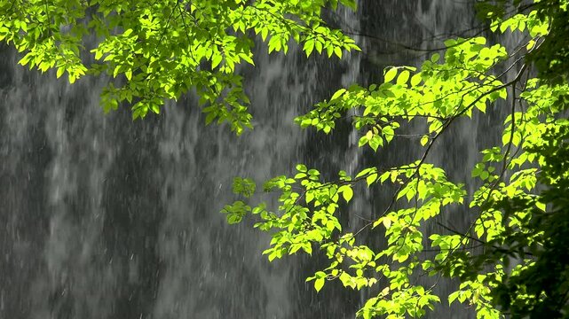 滝の流れと新緑の梢