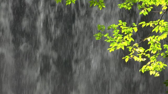滝の流れと新緑の梢