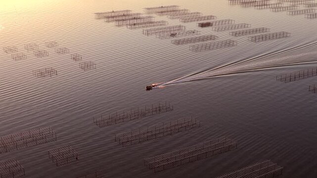 Oyster boat at sunrise on the Thau lagoon, Occitanie, France