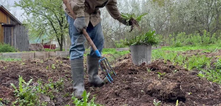 A male gardener working in the vegetable garden, manually weeding and preparing the soil for spring planting. Blooming trees, a rural landscape, and a spring sky in the background.