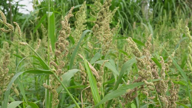 Indian barnyard millet thriving in golden fields