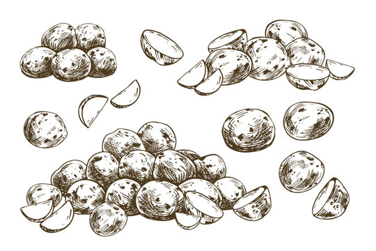 Potato tubers and slices drawn in ink style. Hand drawn vegetable sketch for menu design, farm market poster, grocery packaging or culinary recipe book. Vintage monochrome graphic art.