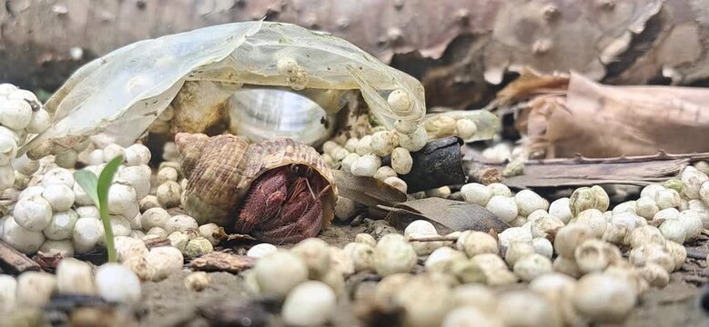 Hermit Crab from Galathea Bay of Great Nicobar Island under the trash collected from the waves of sea