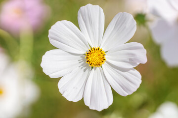 Fototapeta premium White cosmos flower close up