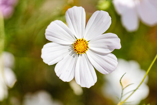 White cosmos flower on soft floral background