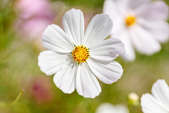 White cosmos flower close up
