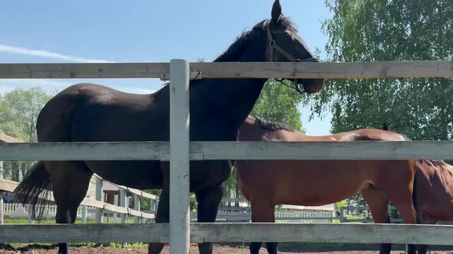 Young pedigree bay mares frolicking and running in summer paddock