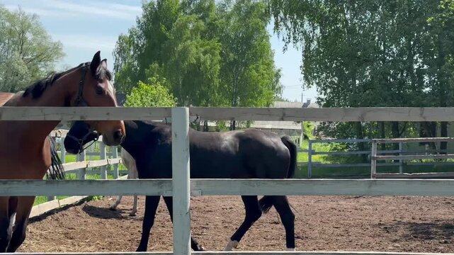 Group of alert young sports mares of mixed colors standing in summer paddock