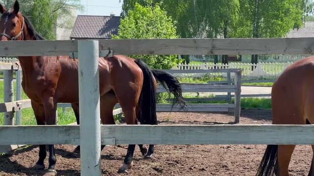Three beautiful black sports mares standing inside summer paddock