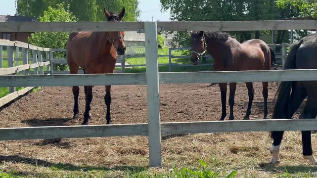 Group of young sports mares of mixed colors running inside summer paddock