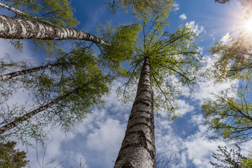 Fototapeta premium Tops of birches in forest against sky backlit, bottom view