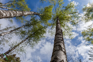 Fototapeta premium Tops of birches in forest against sky, bottom-up view